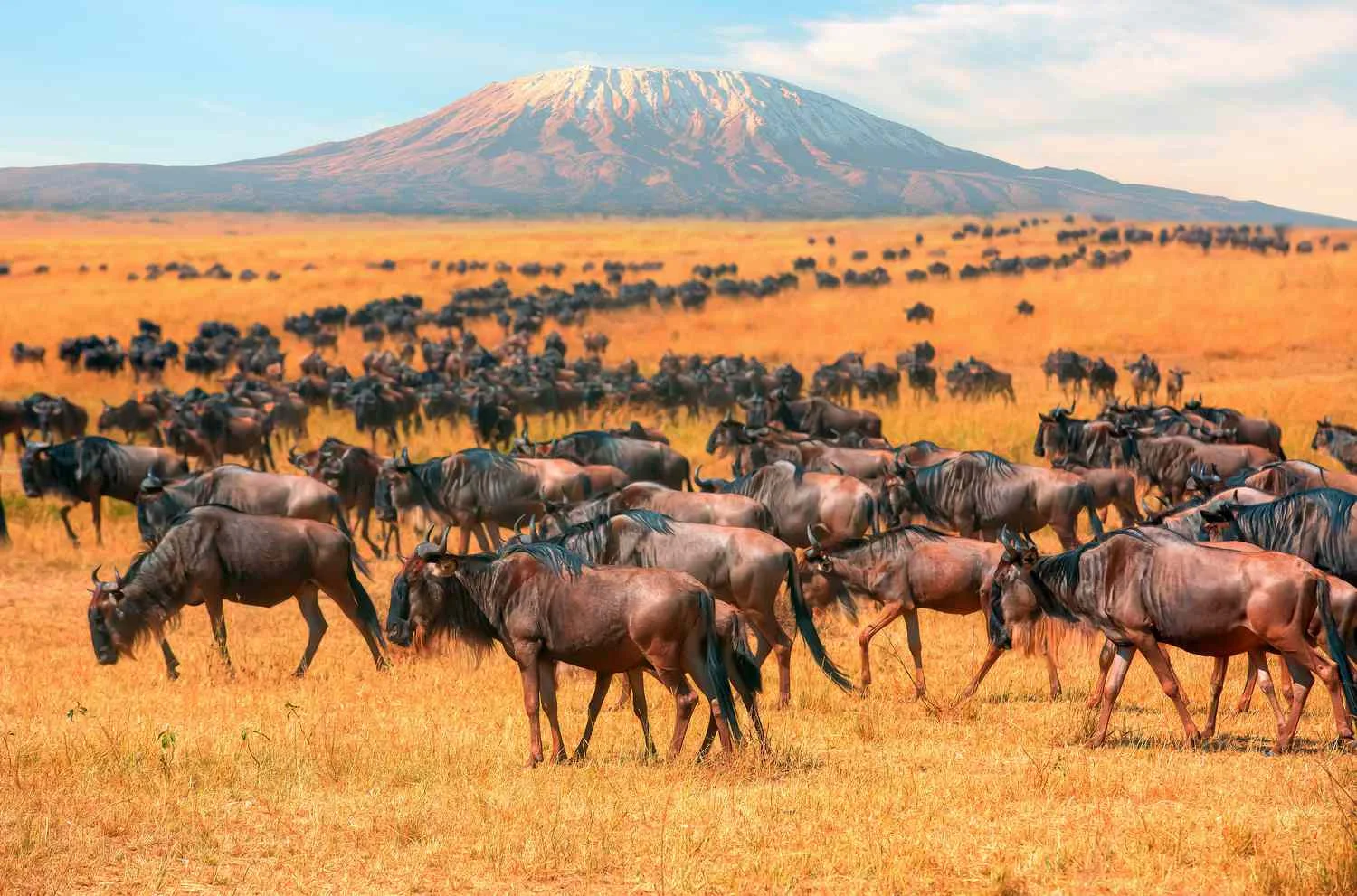 The Great Migration Guide